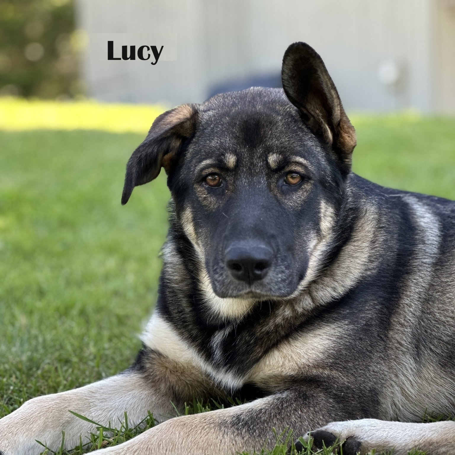 Lucy, a Adoptable mixed breed in Sequim, WA image 2/4