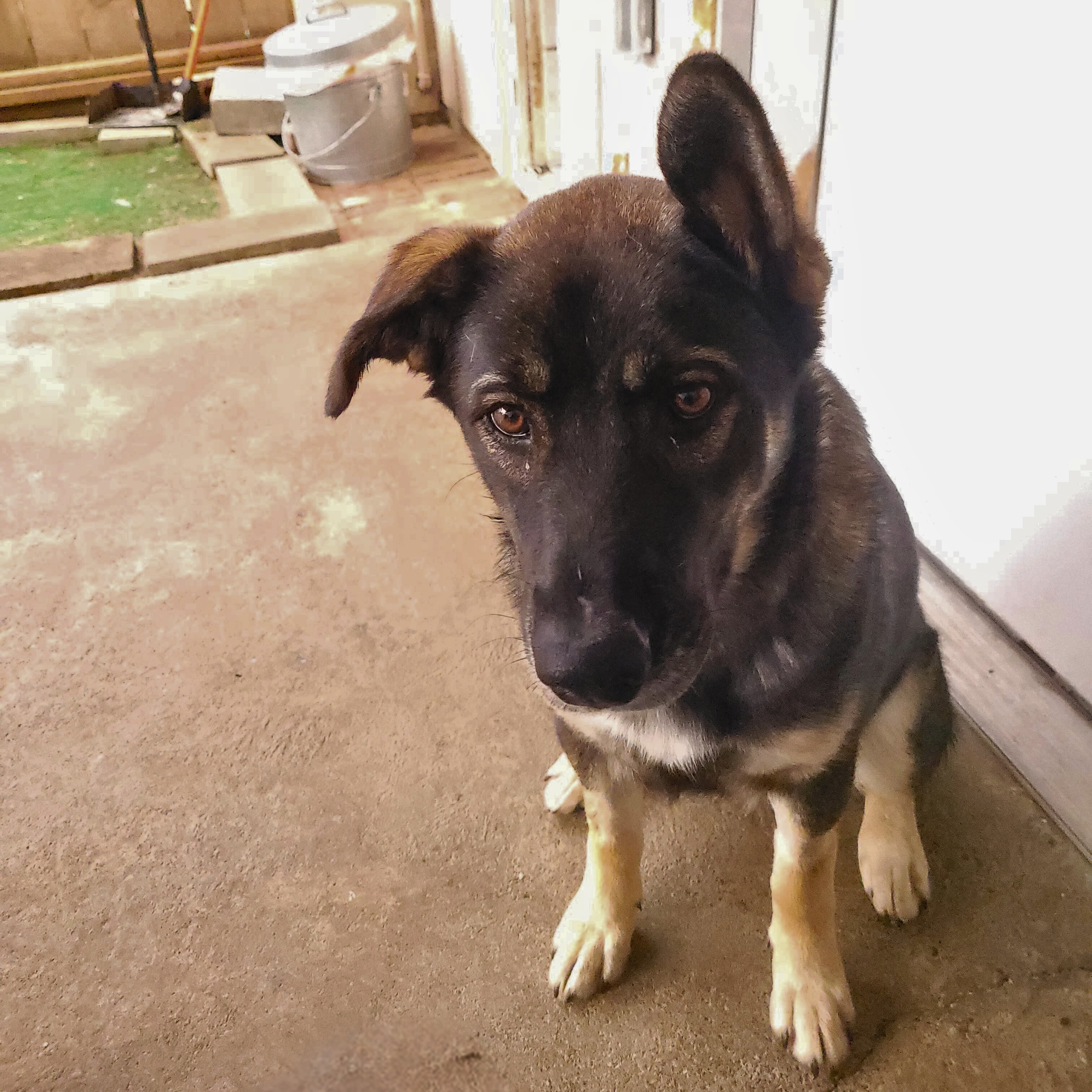 Lucy, a Adoptable mixed breed in Sequim, WA image 3/4