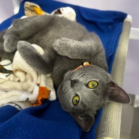 Zach - Gorgeous Russian, adopted, Young Male Russian Blue.