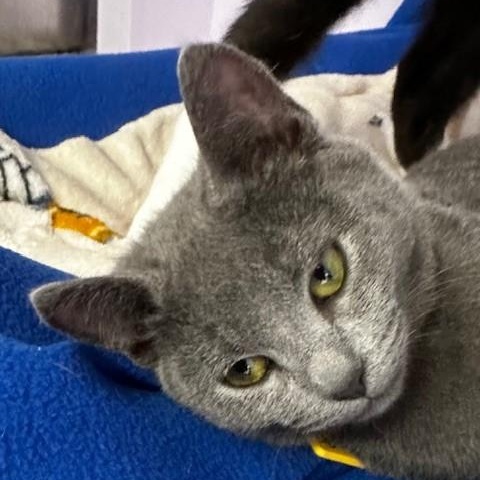 Enlarge Zach - Gorgeous Russian, an adopted mixed breed in Hoquiam, WA image 4/5