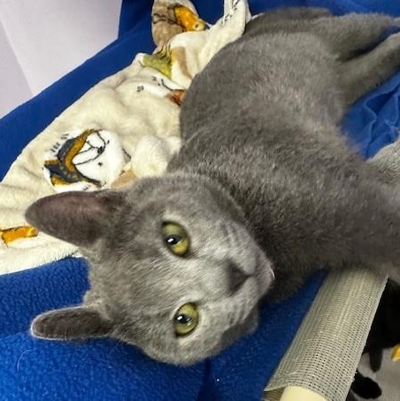 Enlarge Zach - Gorgeous Russian, an adopted mixed breed in Hoquiam, WA image 3/5