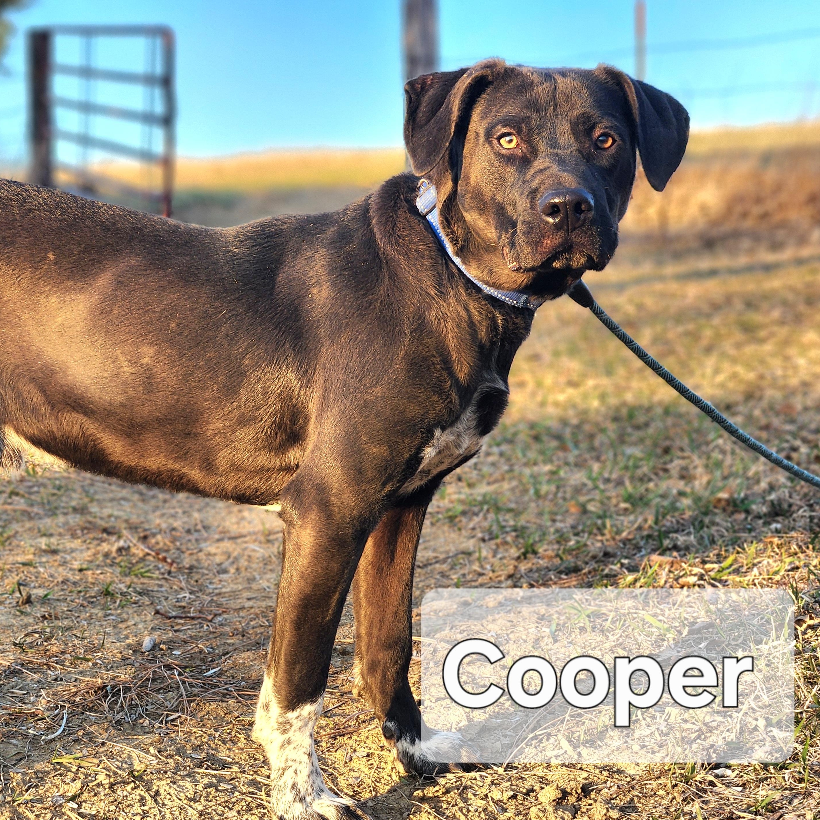 Cooper, Young Male unknown