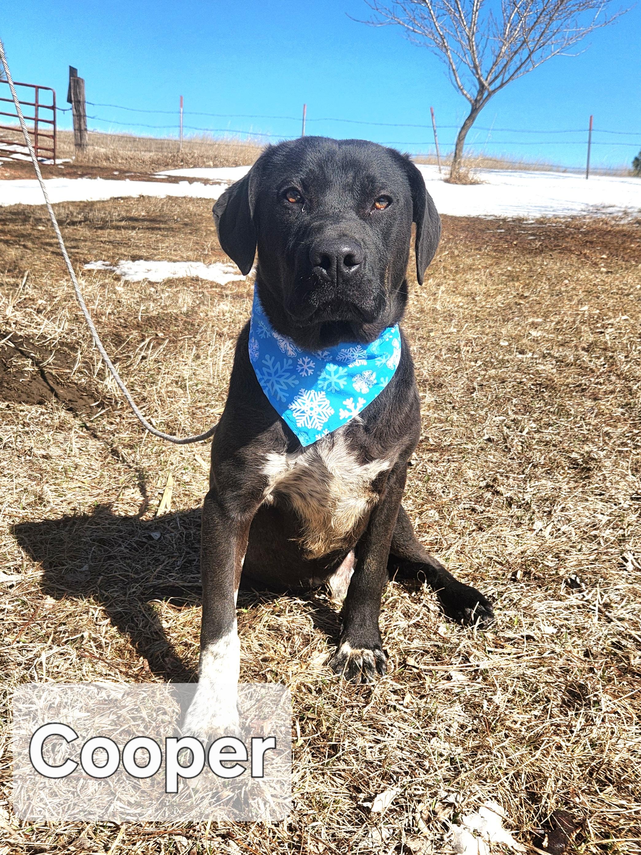 Cooper photo 2