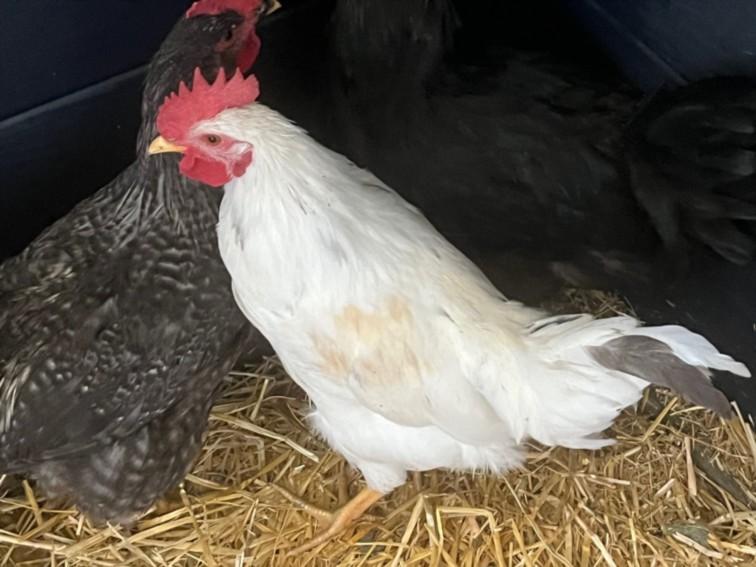 Enlarge MOE, a Adoptable Chicken in Loveland, CO image 1/1