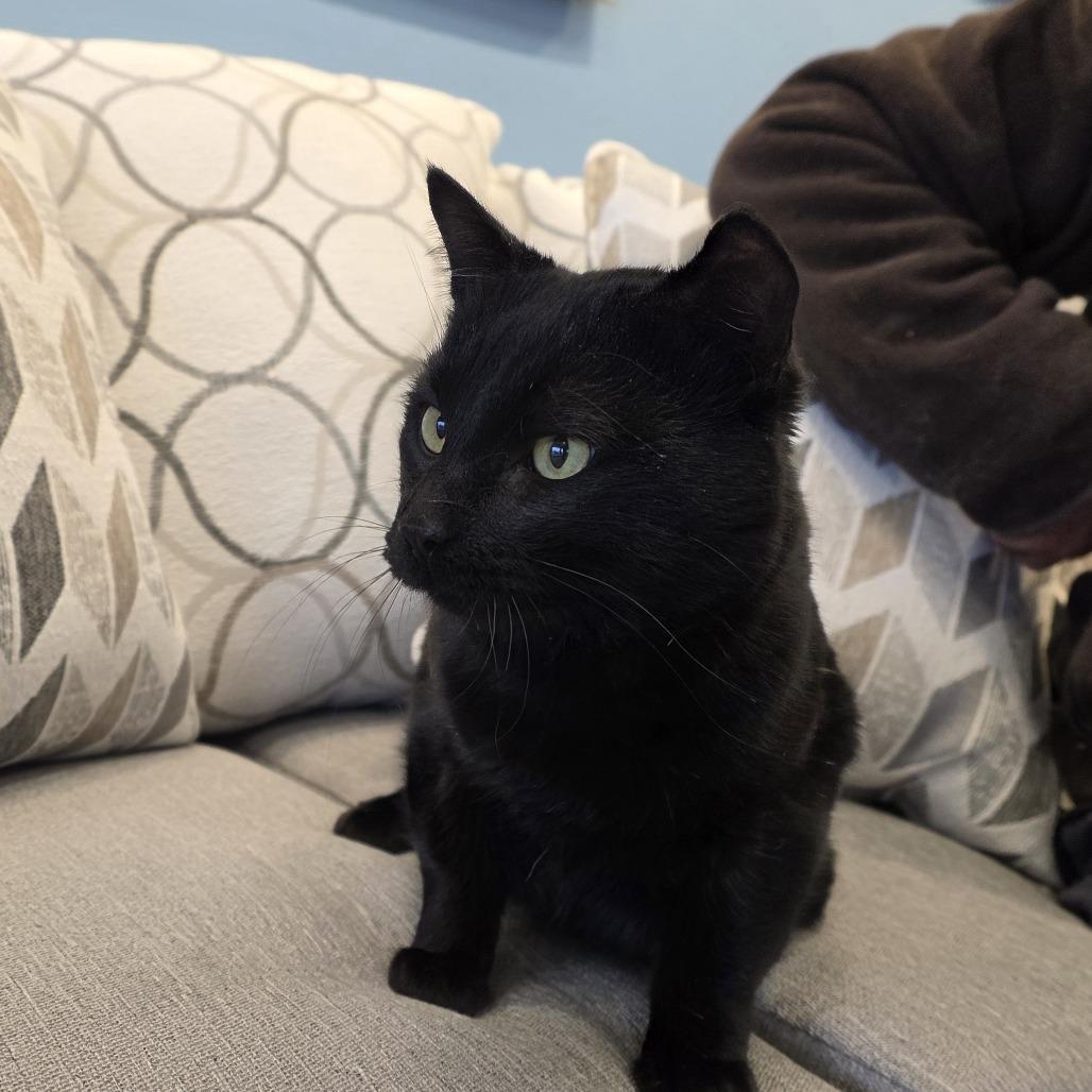 Pantera, Adoptable, Kitten Male Domestic Short Hair.