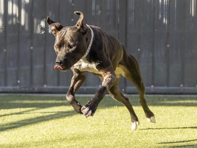 Enlarge NOVA, a Adoptable mixed breed in Phoenix, AZ image 1/1