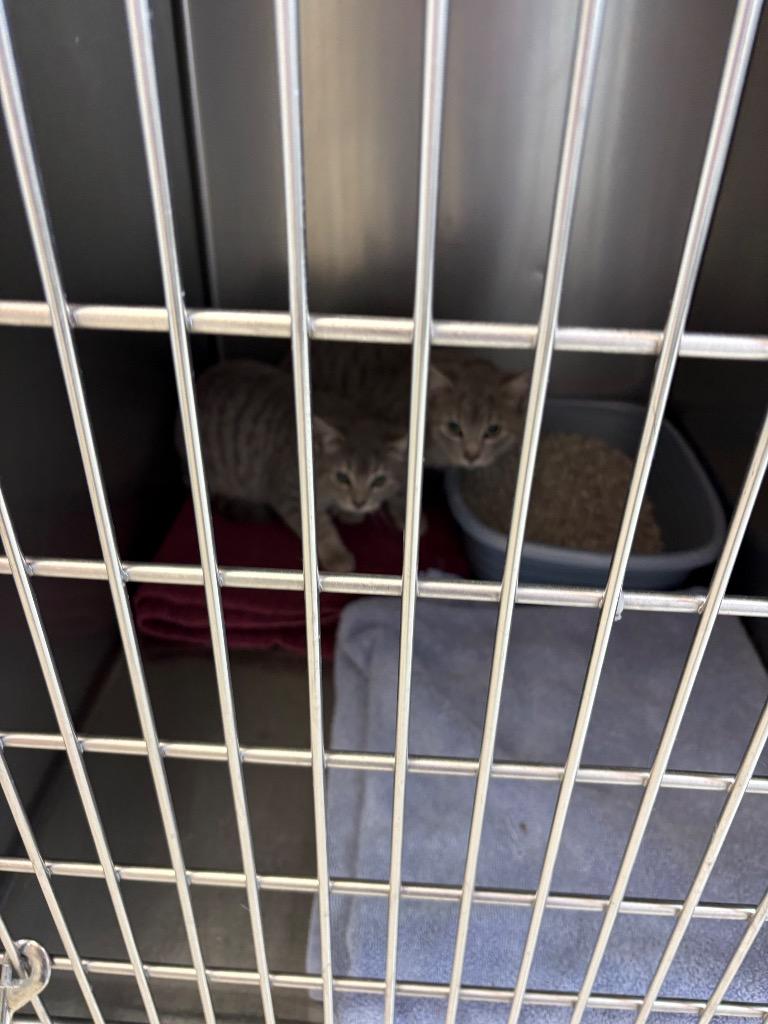 Chocolate Chip, Adoptable, Young Female Domestic Short Hair.