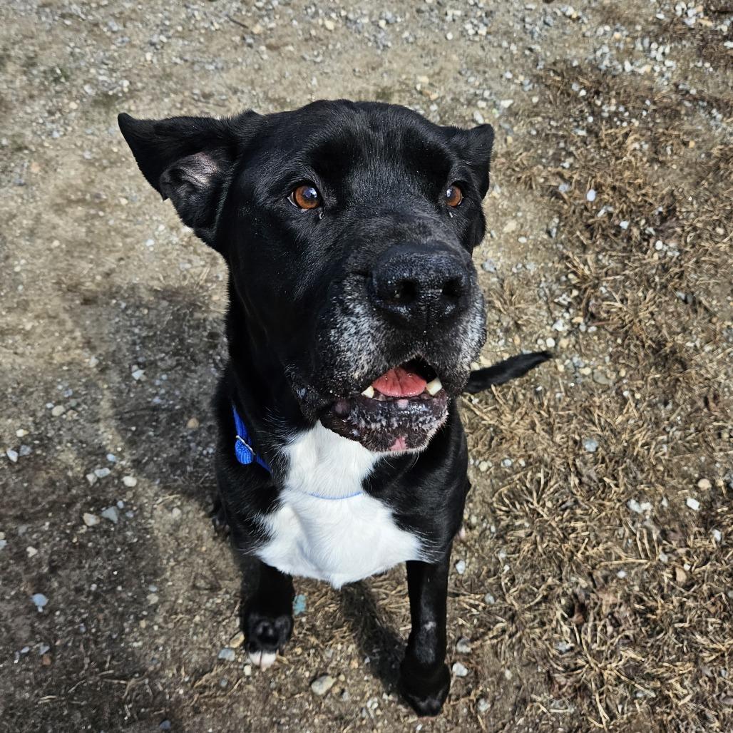 Jack, Adoptable, Senior Male Labrador Retriever & Boxer.