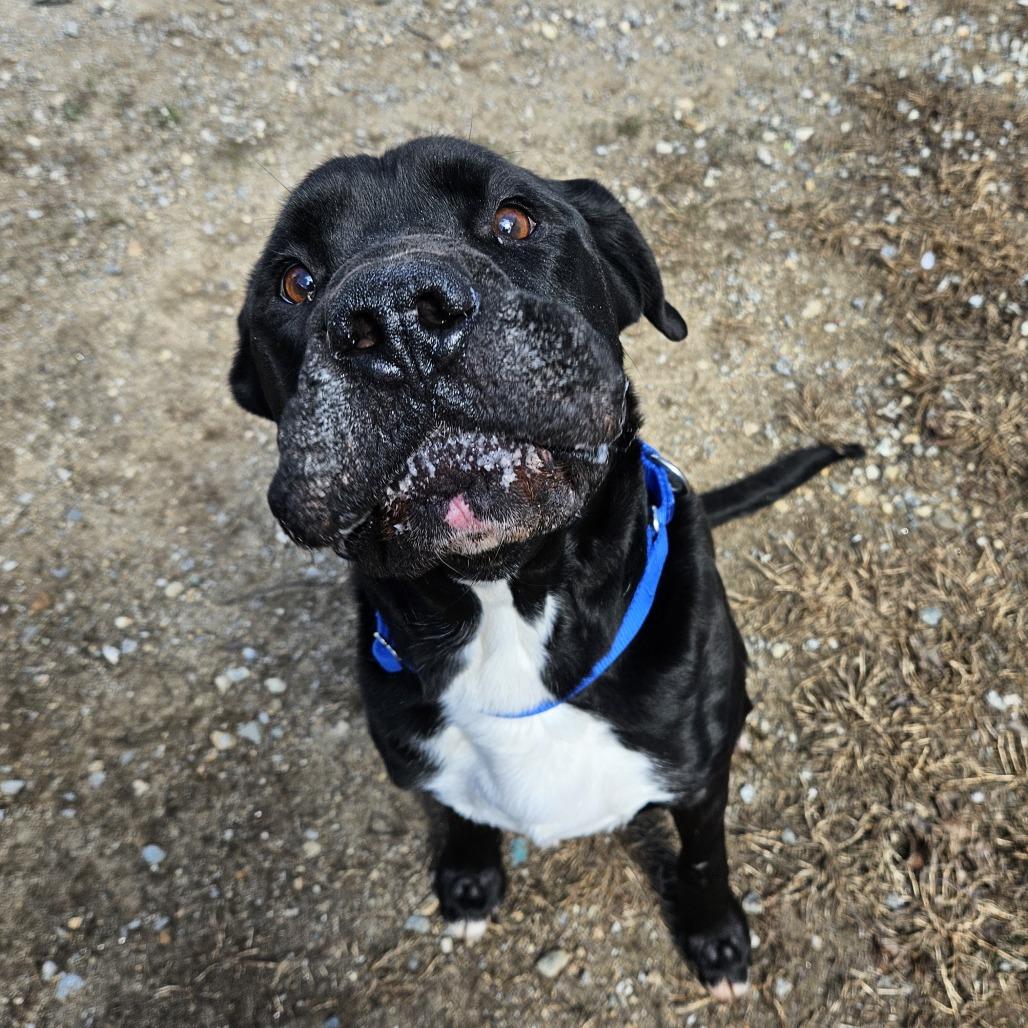 Enlarge Jack, a Adoptable mixed breed in Concord, NH image 2/4