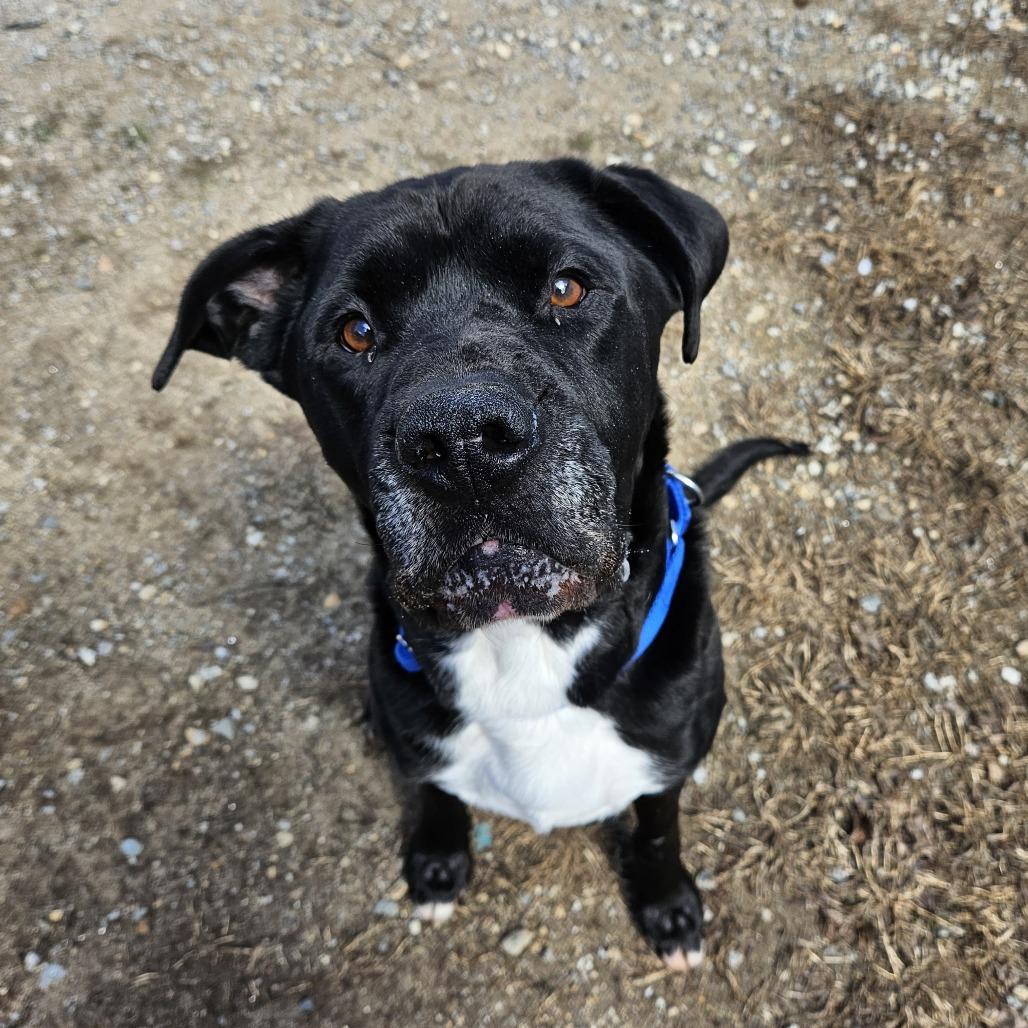 Enlarge Jack, a Adoptable mixed breed in Concord, NH image 3/4