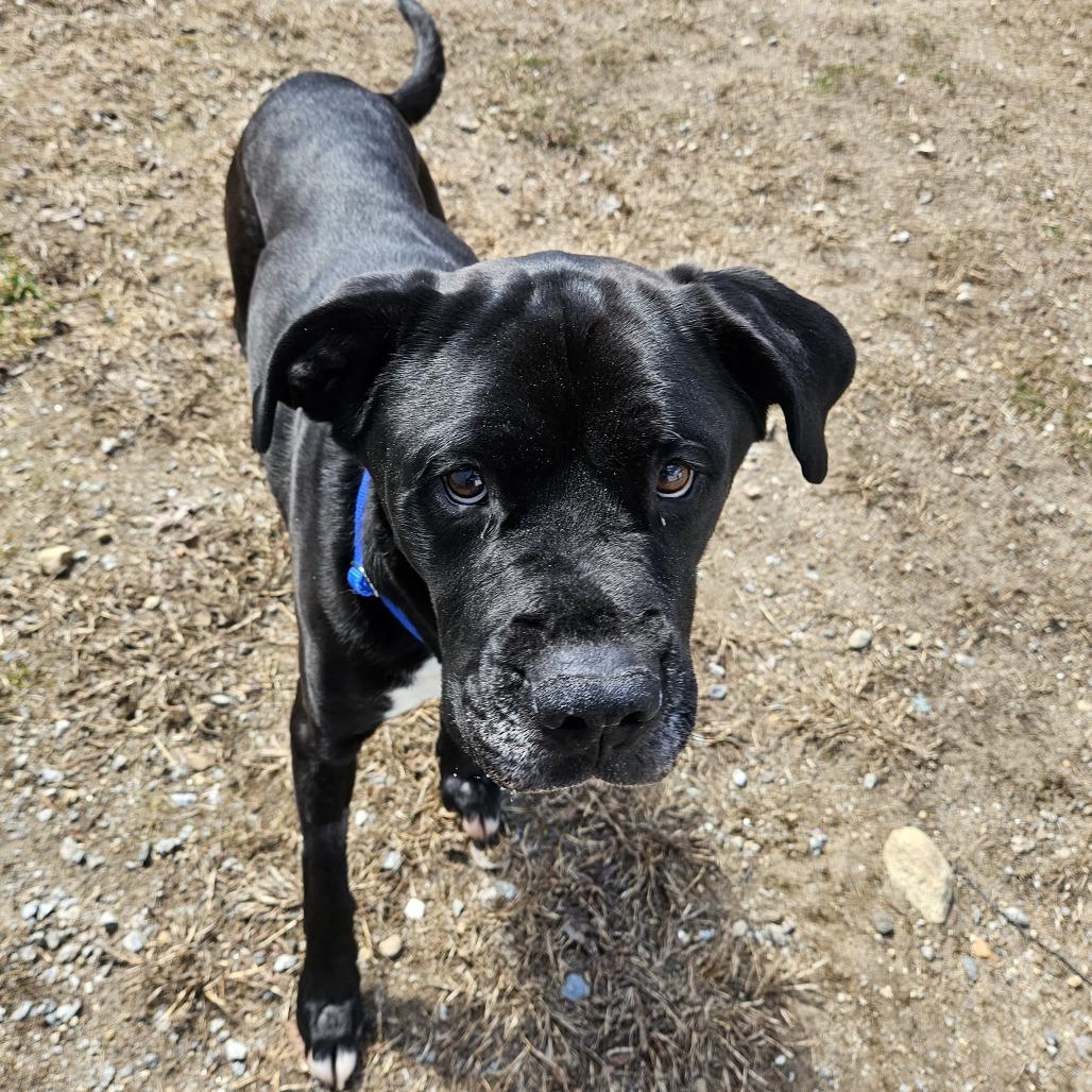Enlarge Jack, a Adoptable mixed breed in Concord, NH image 4/4