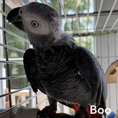 Enlarge Boo, a Adoptable African Grey in Fairfax, VA image 1/2