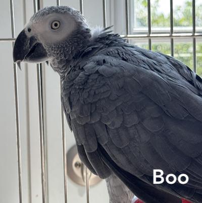 Enlarge Boo, a Adoptable African Grey in Fairfax, VA image 2/2