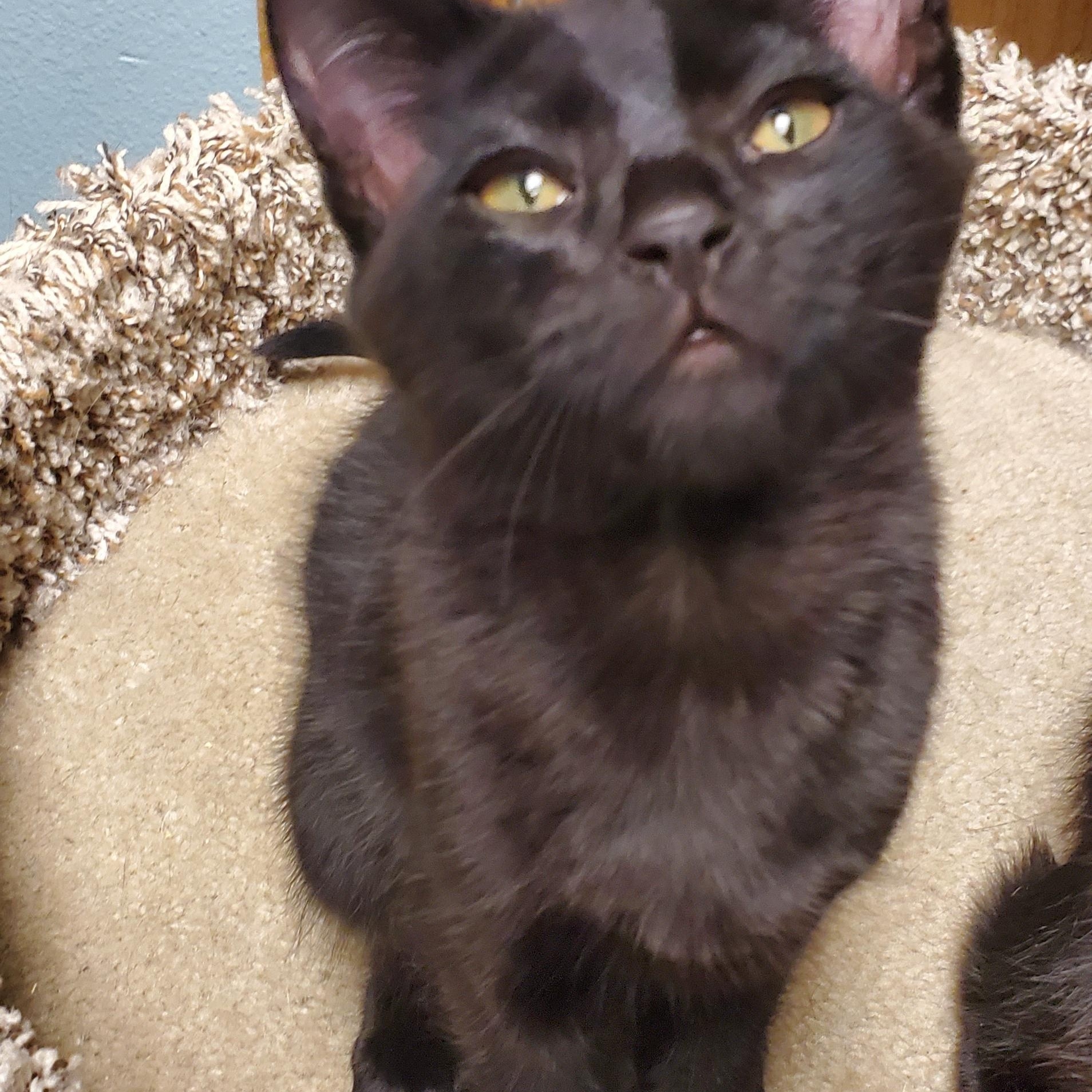 Enlarge MINNIE, an adopted Domestic Short Hair in Spokane, WA image 2/2