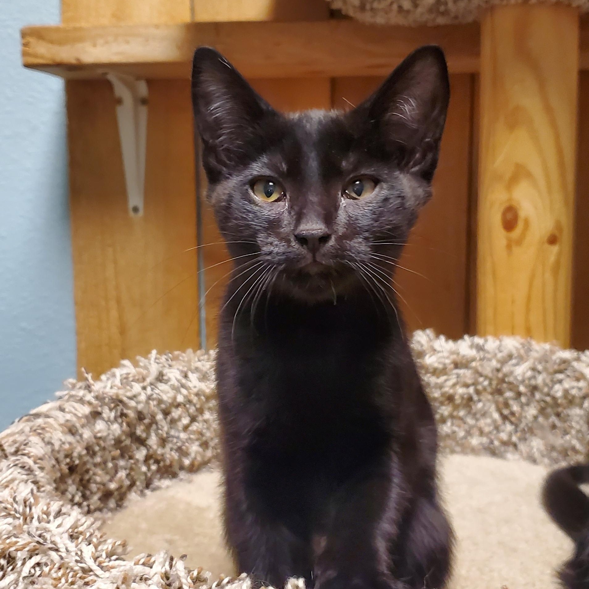 Enlarge MINNIE, an adopted Domestic Short Hair in Spokane, WA image 1/2