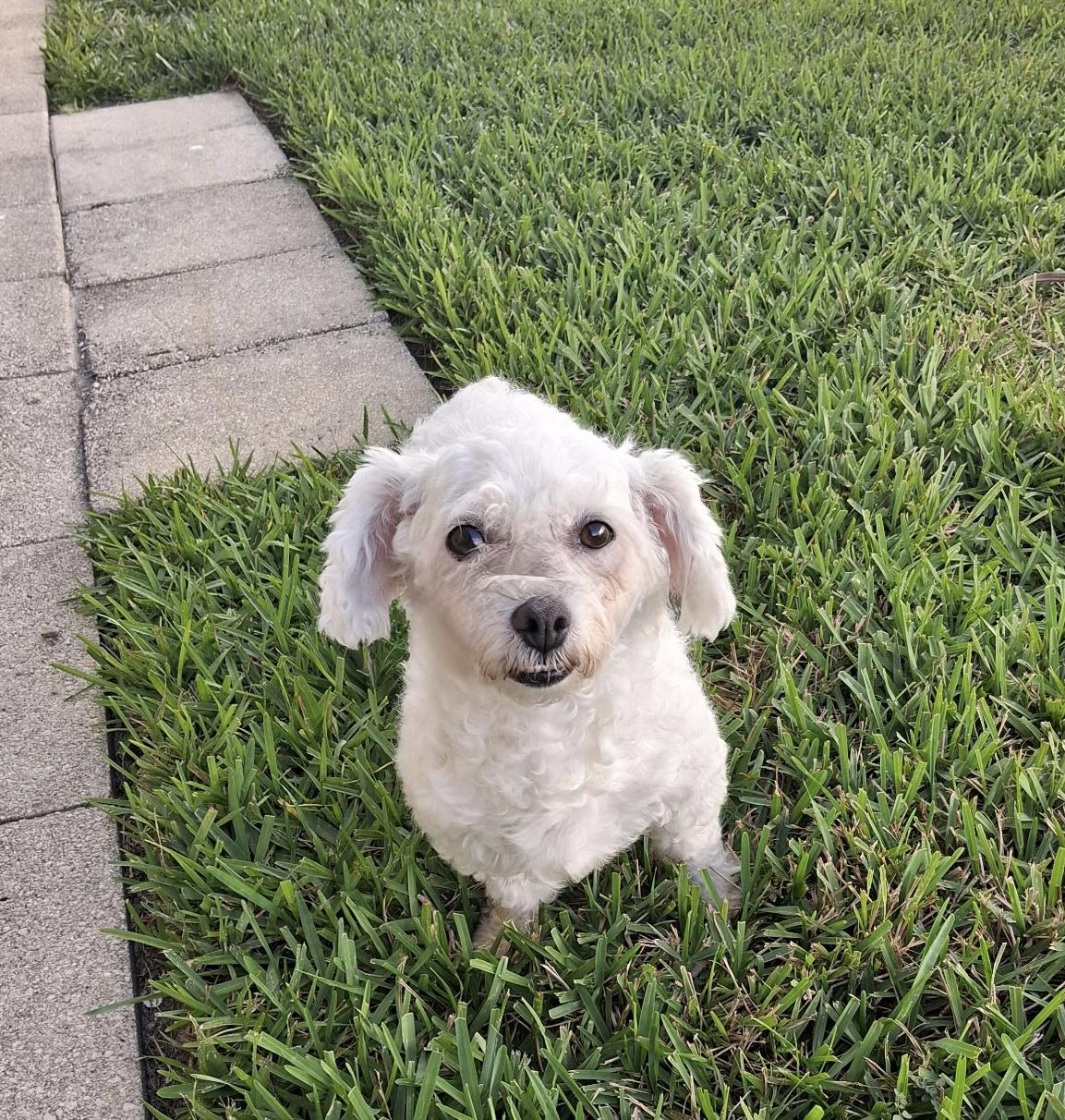 Bebe
