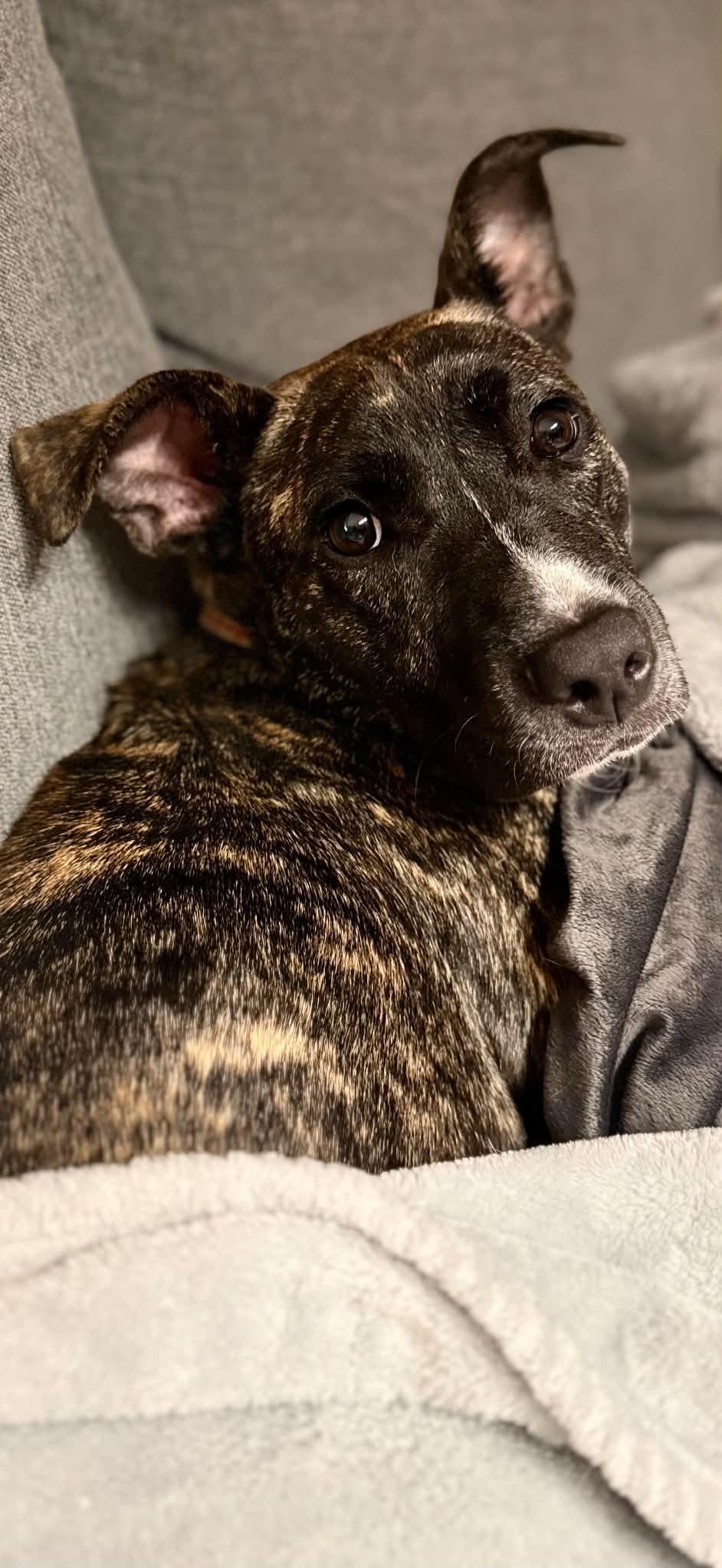 Enlarge Ava, a Adoptable Mixed Breed in Highland, NY image 5/5