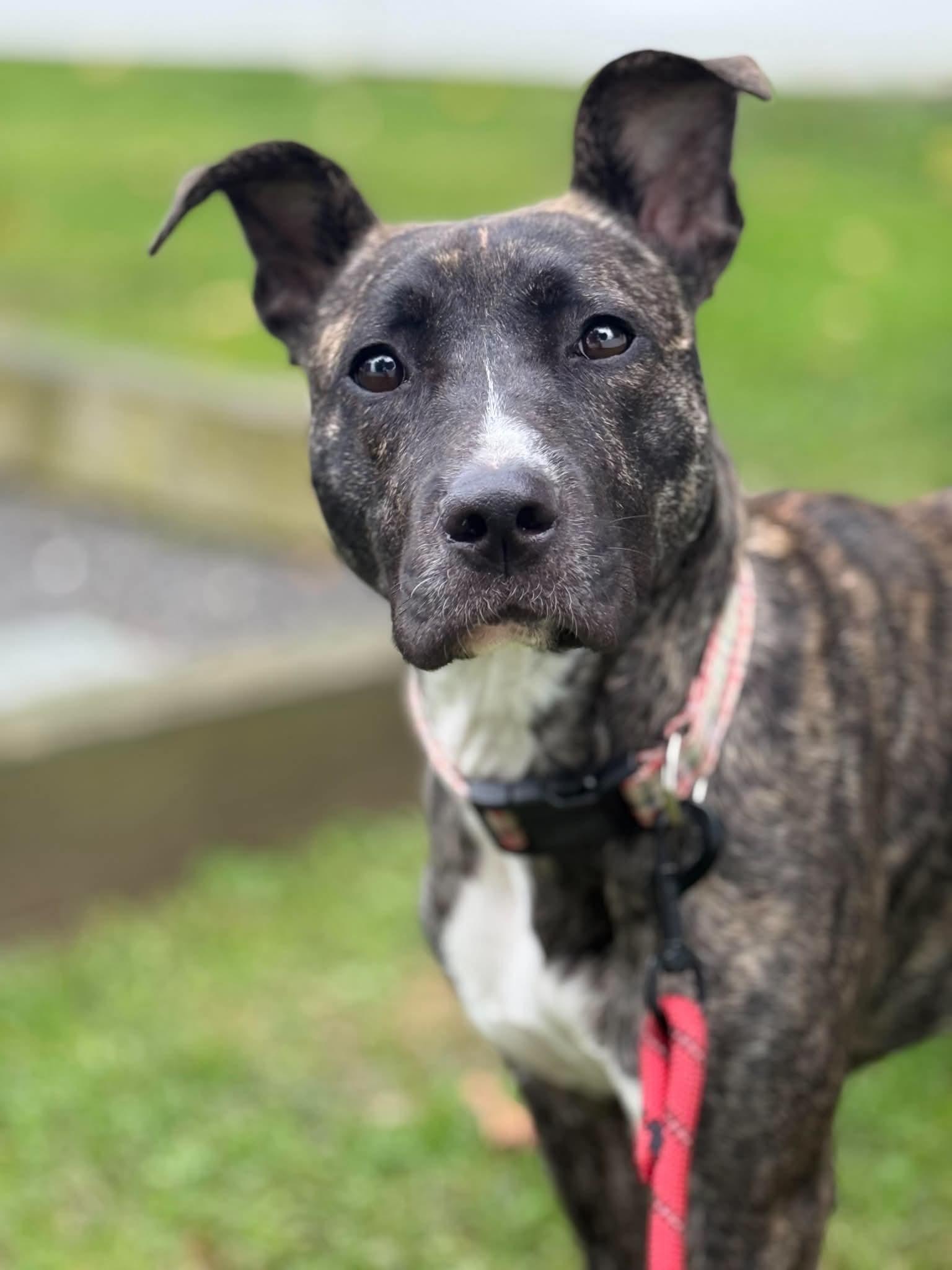 Ava, Adoptable, Young Female Mixed Breed.
