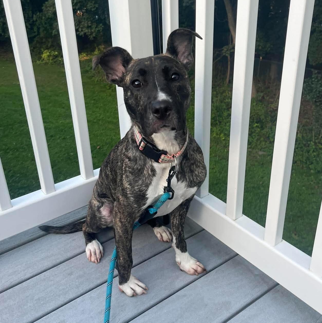 Enlarge Ava, a Adoptable Mixed Breed in Highland, NY image 3/5