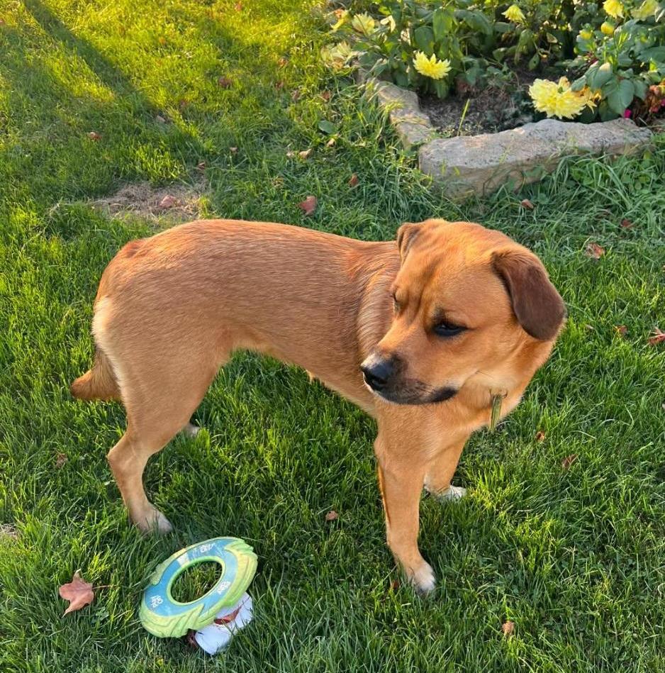 Enlarge Jada-Big and Beautiful, a Adoptable mixed breed in Rootstown, OH image 1/3