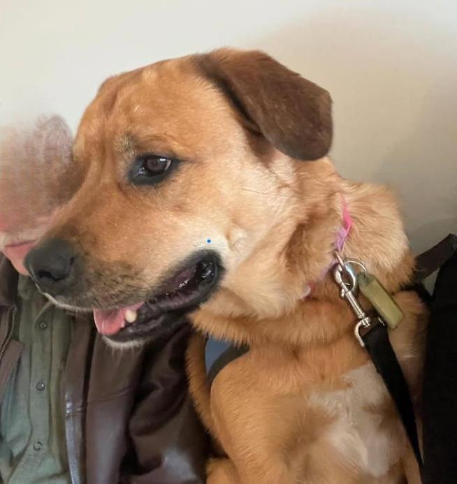 Enlarge Jada-Big and Beautiful, a Adoptable mixed breed in Rootstown, OH image 2/3