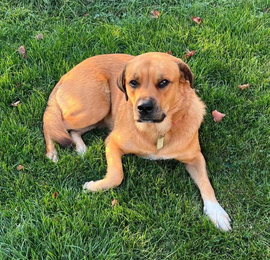 Enlarge Jada-Big and Beautiful, a Adoptable mixed breed in Rootstown, OH image 3/3