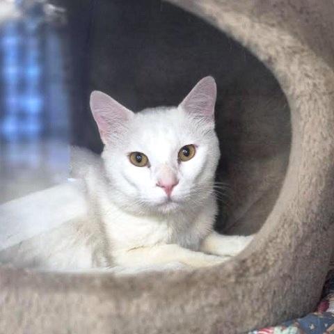 Phantom, ADOPTABLE, Adult Male Domestic Short Hair.