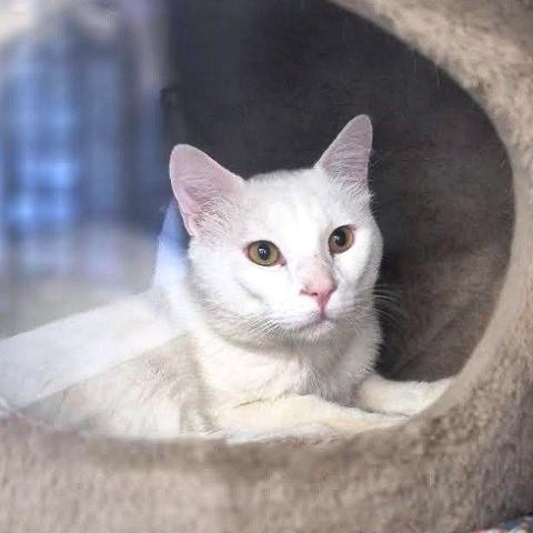 Enlarge Phantom, a ADOPTABLE Domestic Short Hair in Salt Lake City, UT image 2/2