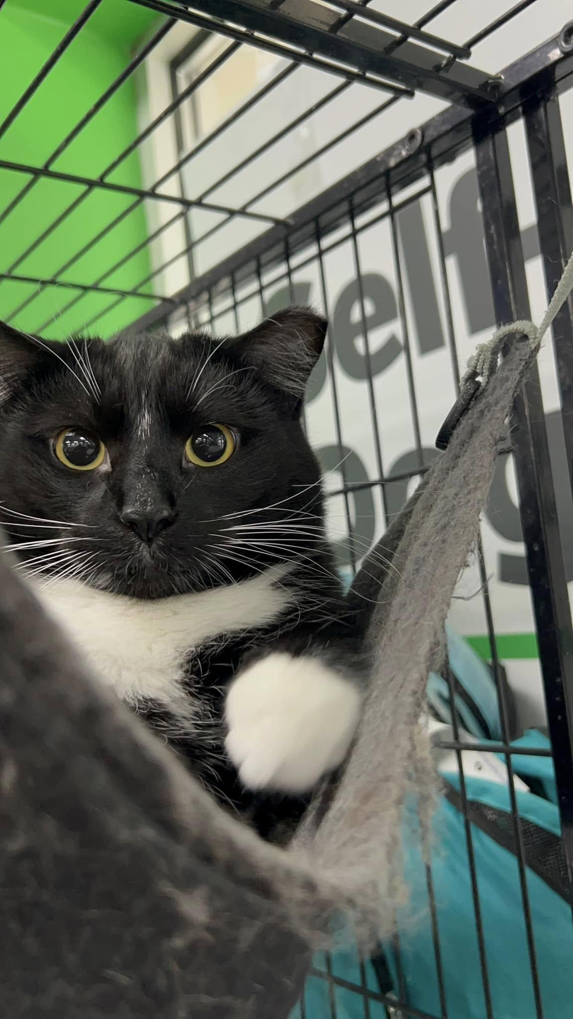 Enlarge Frangelico, a Adoptable Domestic Short Hair in Cleveland, OH image 6/6