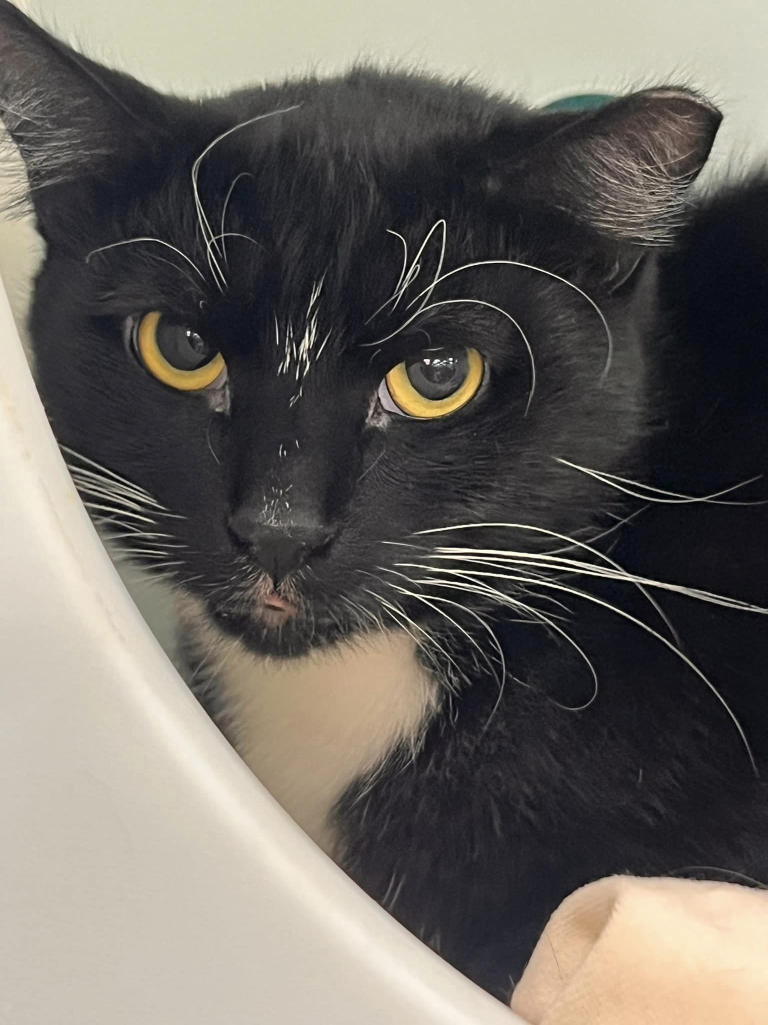 Enlarge Frangelico, a Adoptable Domestic Short Hair in Cleveland, OH image 2/6