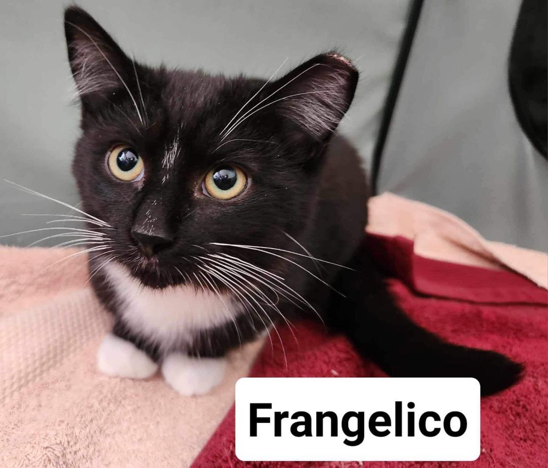 Enlarge Frangelico, a Adoptable Domestic Short Hair in Cleveland, OH image 4/6