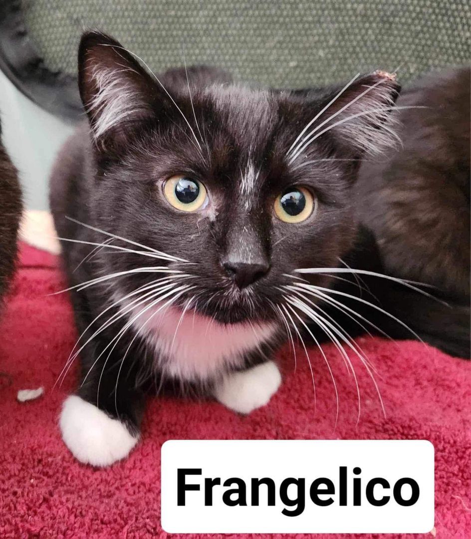 Enlarge Frangelico, a Adoptable Domestic Short Hair in Cleveland, OH image 5/6