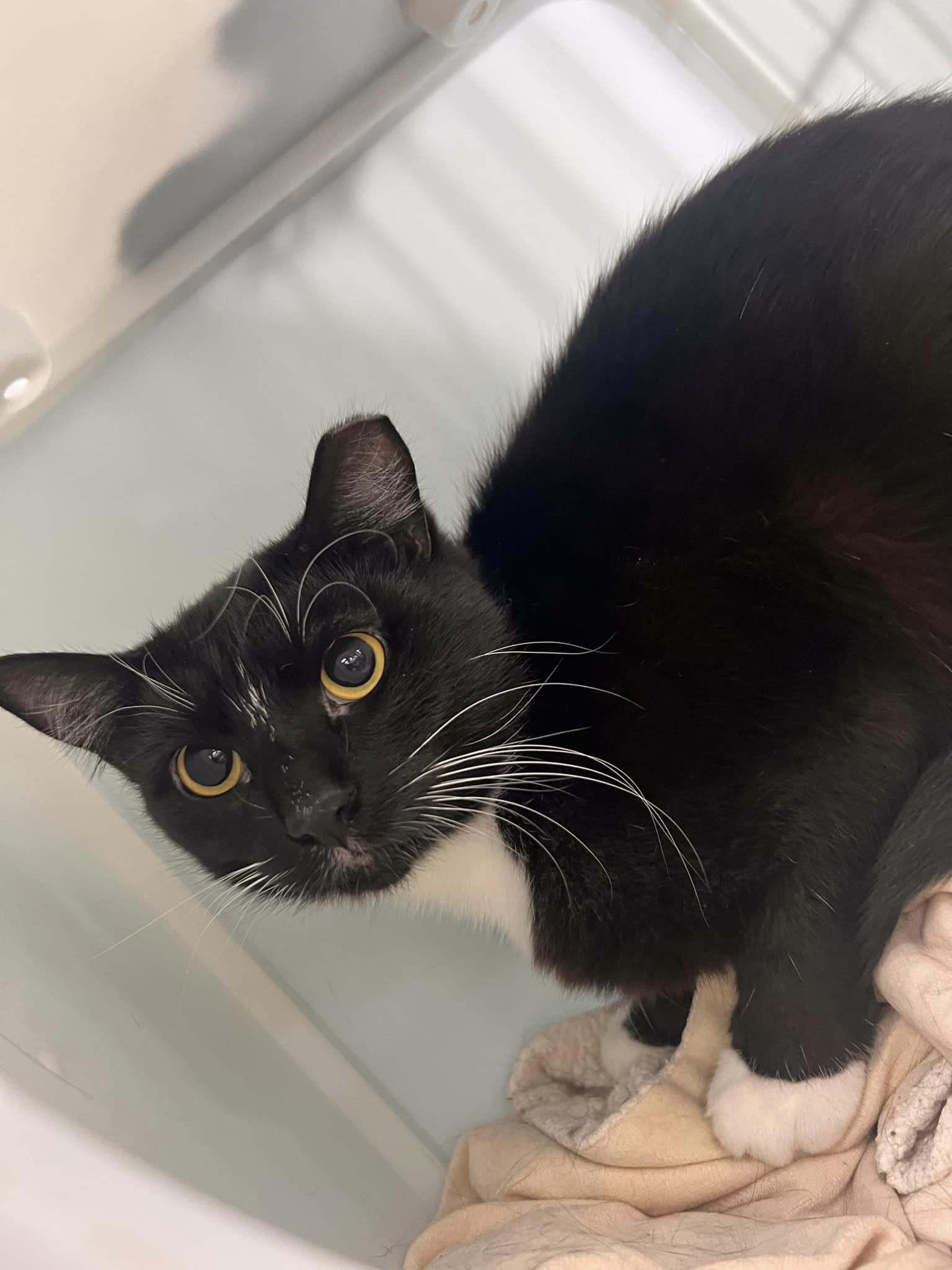 Enlarge Frangelico, a Adoptable Domestic Short Hair in Cleveland, OH image 3/6