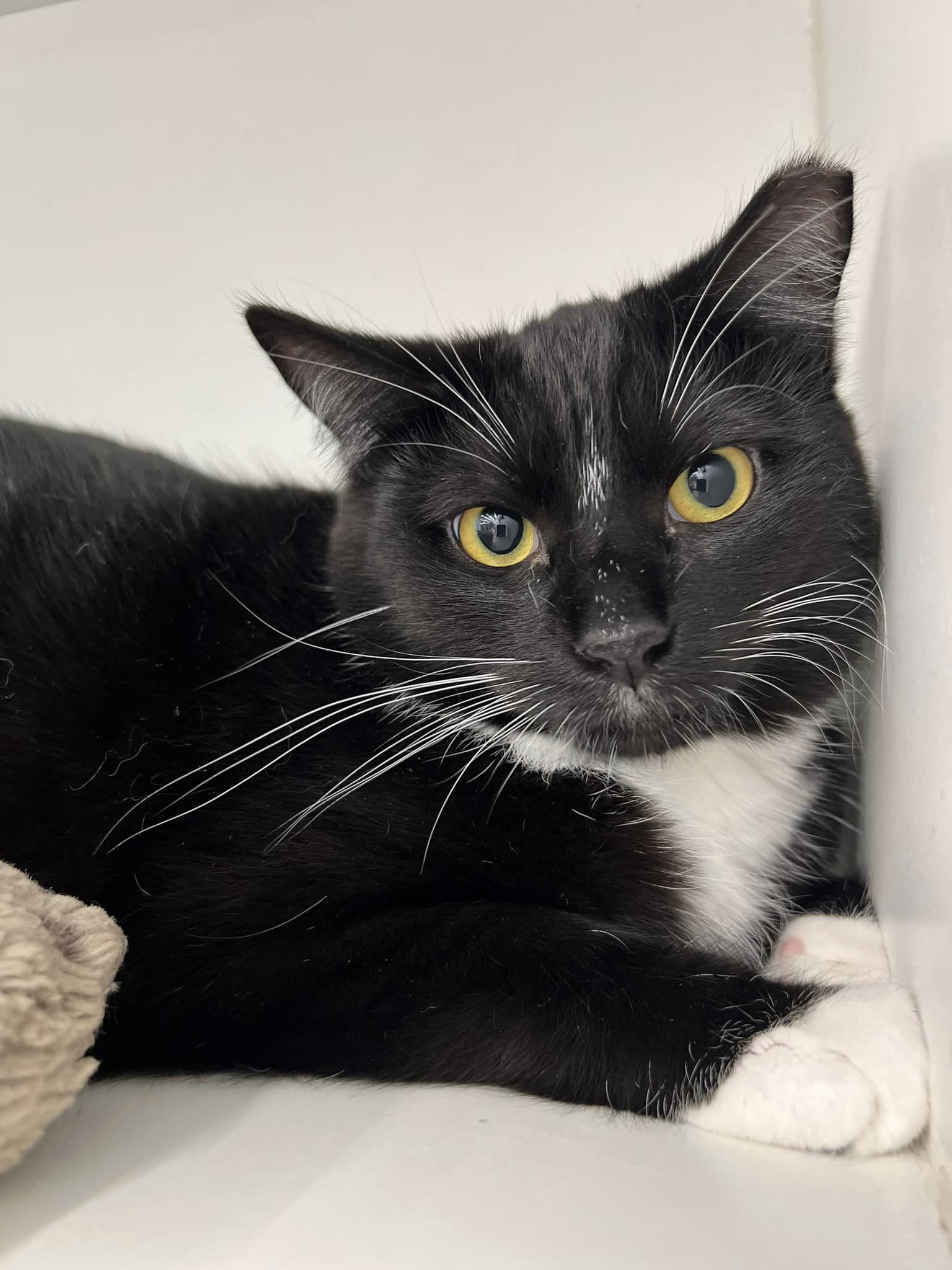 Frangelico, Adoptable, Kitten Male Domestic Short Hair.