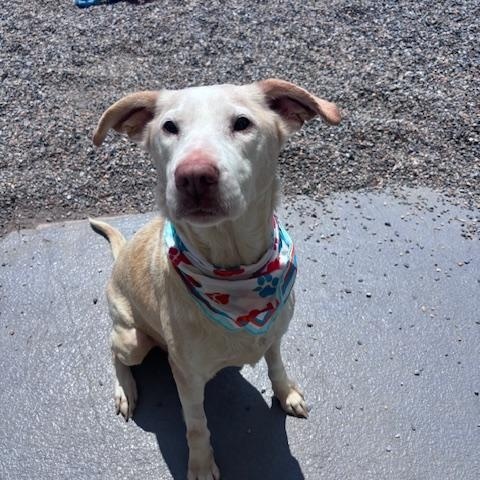 Sophie, ADOPTABLE, Senior Female Labrador Retriever.