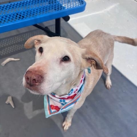 Enlarge Sophie, a ADOPTABLE Labrador Retriever in Marion, NC image 2/4