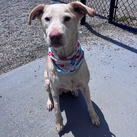 Enlarge Sophie, a ADOPTABLE Labrador Retriever in Marion, NC image 4/4