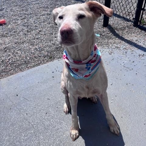 Enlarge Sophie, a ADOPTABLE Labrador Retriever in Marion, NC image 3/4