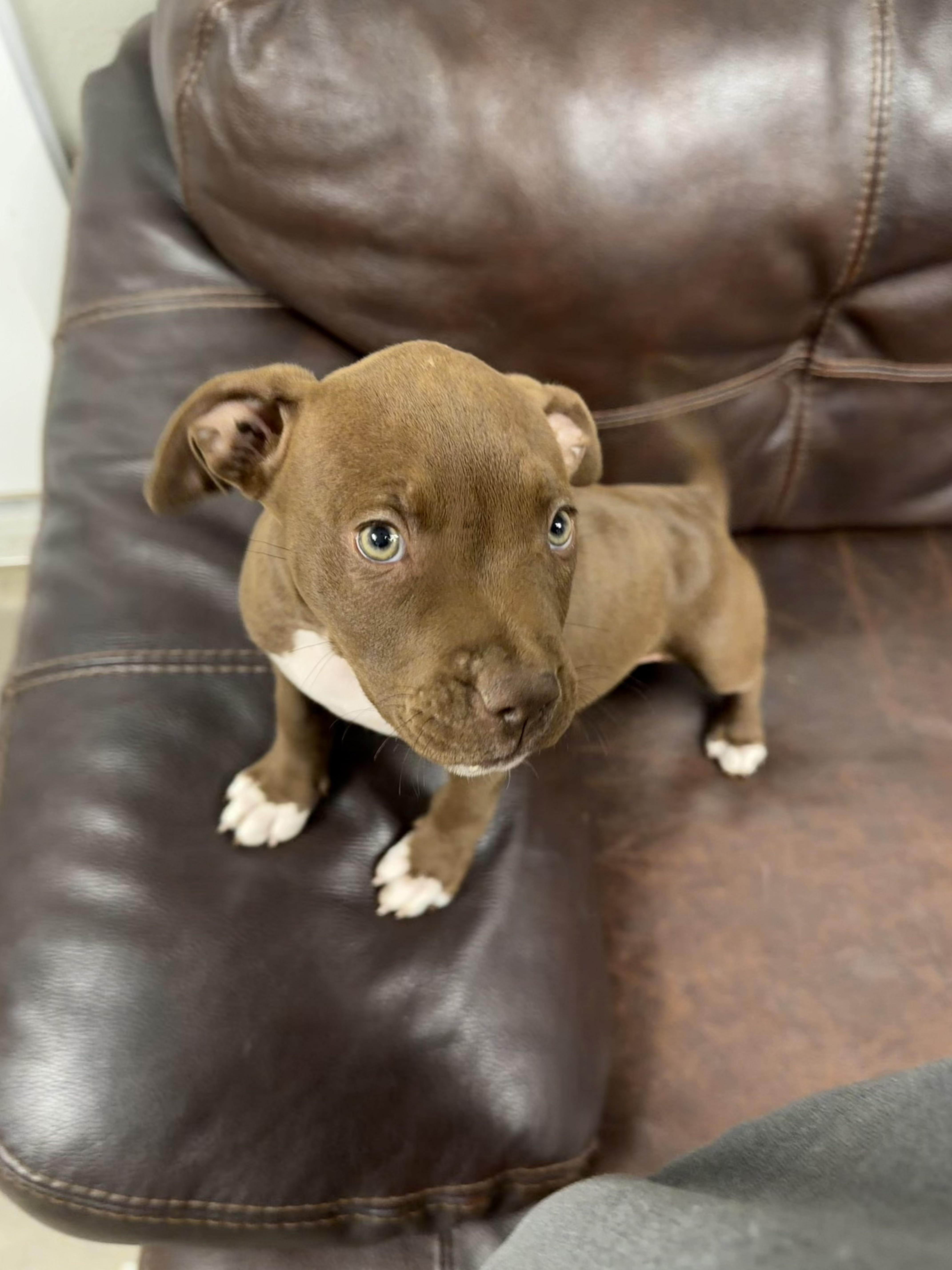 Enlarge Lyra, a Adopted mixed breed in Buena Vista, CO image 2/3