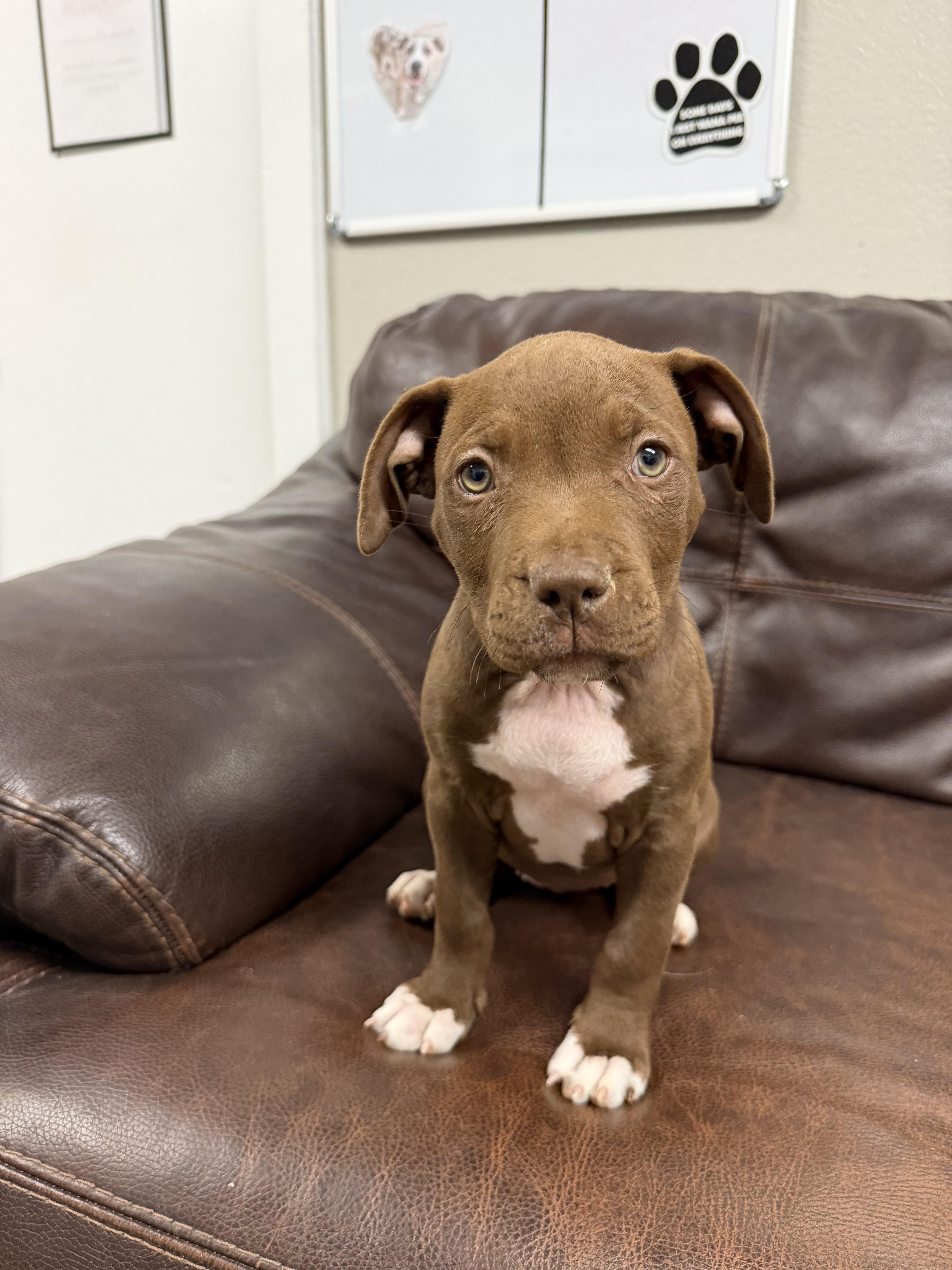 Enlarge Lyra, a Adopted mixed breed in Buena Vista, CO image 3/3