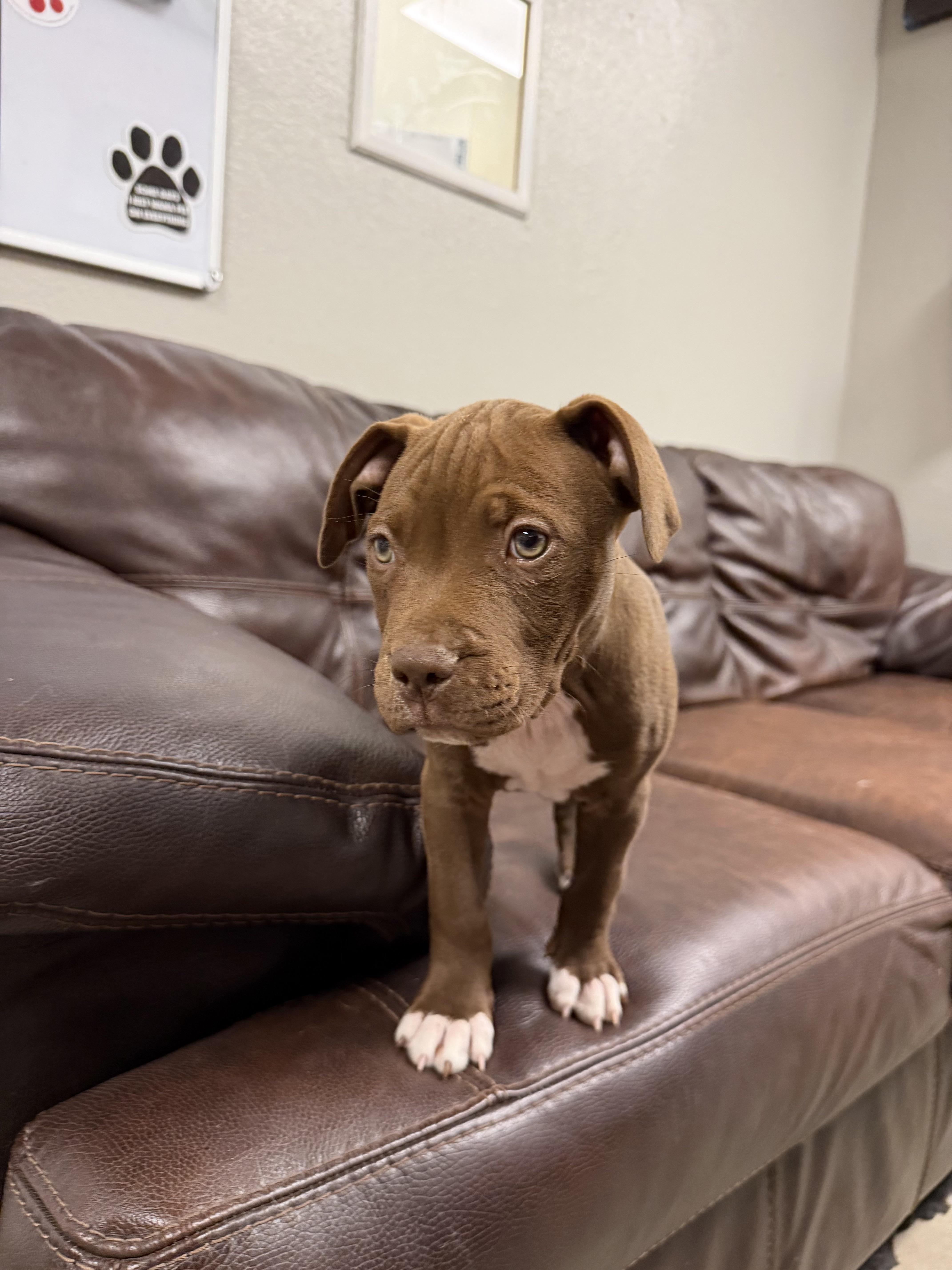 Lyra, Adopted, Puppy Female Pit Bull Terrier.