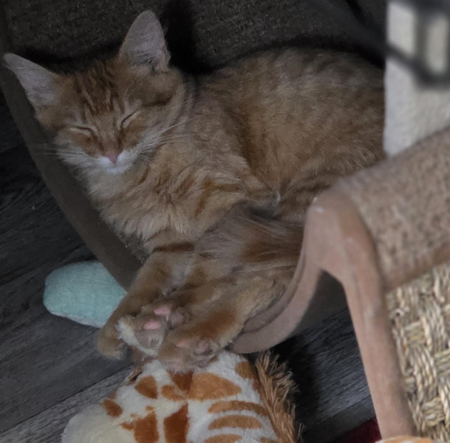 Enlarge Butterscotch, an adopted Domestic Short Hair in Springfield, OR image 2/3