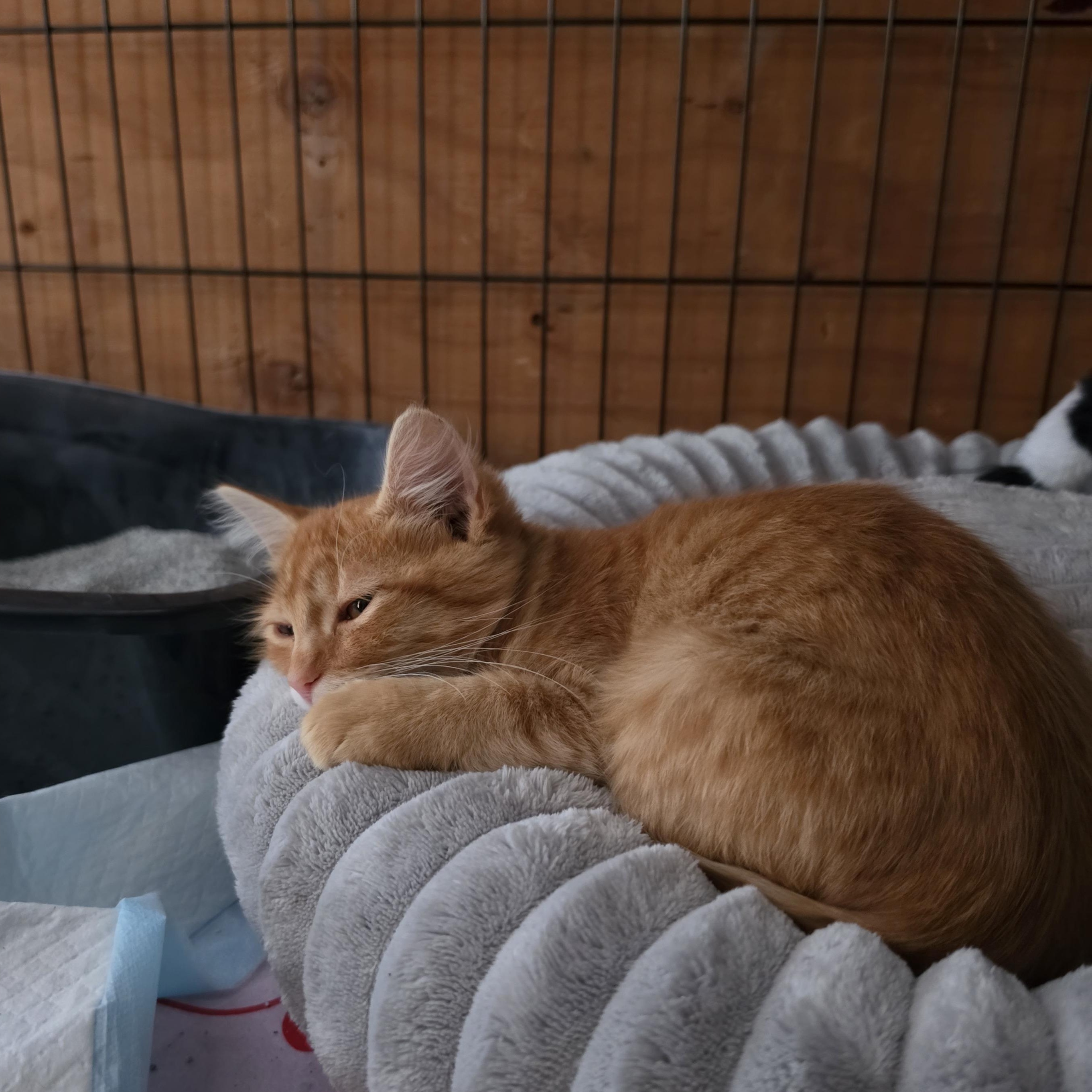 Enlarge Butterscotch, an adopted Domestic Short Hair in Springfield, OR image 1/3