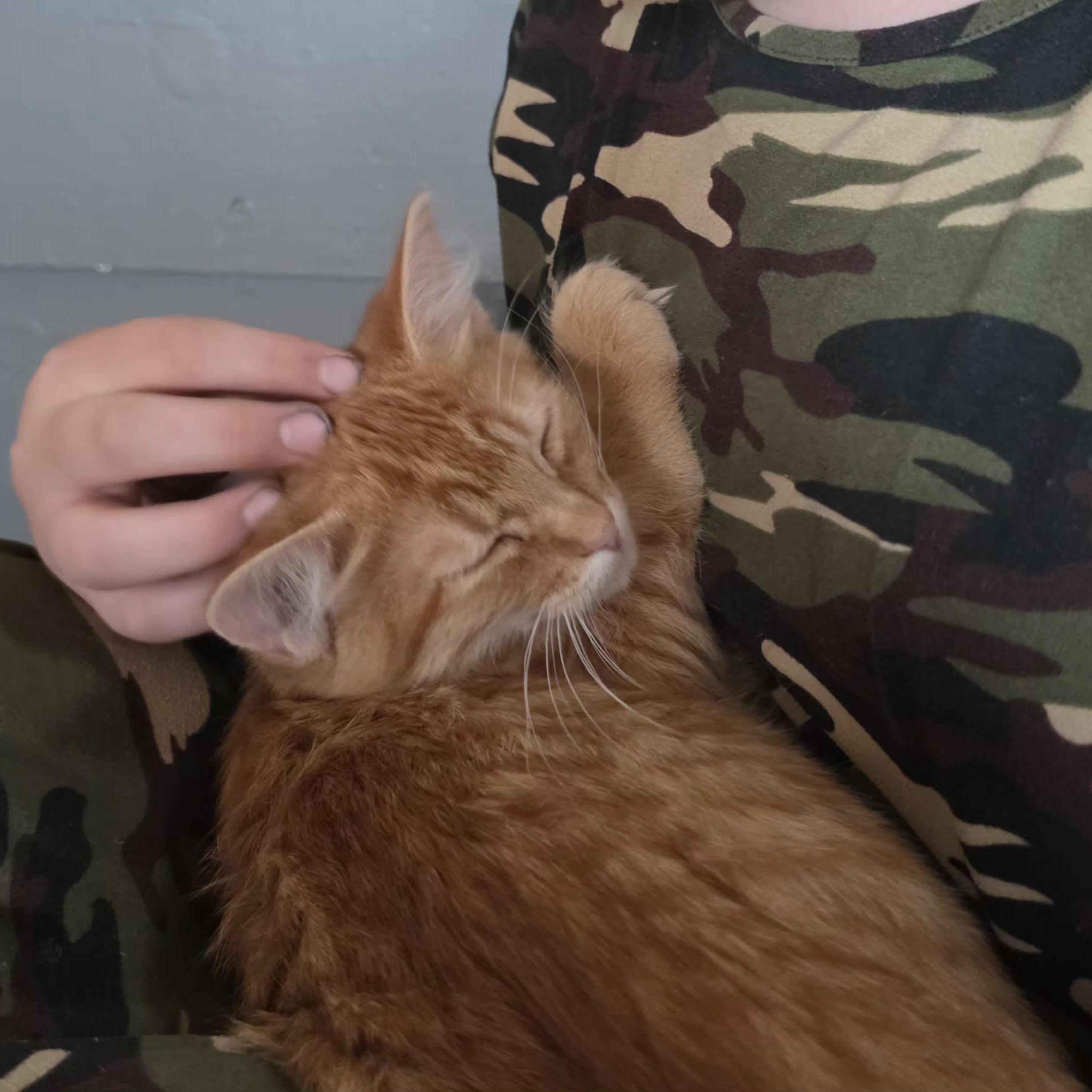 Enlarge Butterscotch, an adopted Domestic Short Hair in Springfield, OR image 3/3