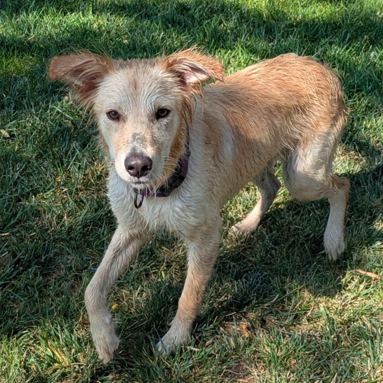 Cher, an adoptable Golden Retriever in Boise, ID, 83704 | Photo Image 1