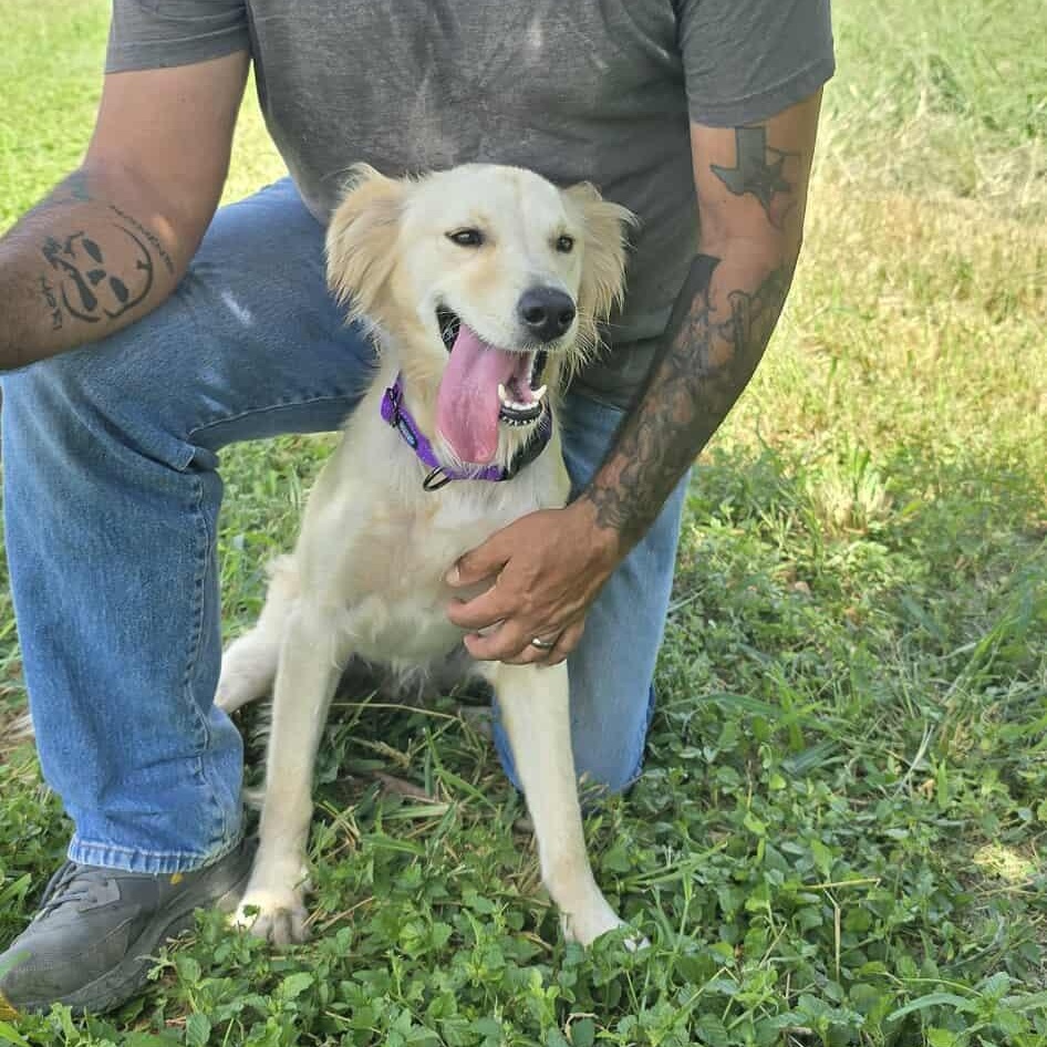 Cher, an adoptable Golden Retriever in Boise, ID, 83704 | Photo Image 2