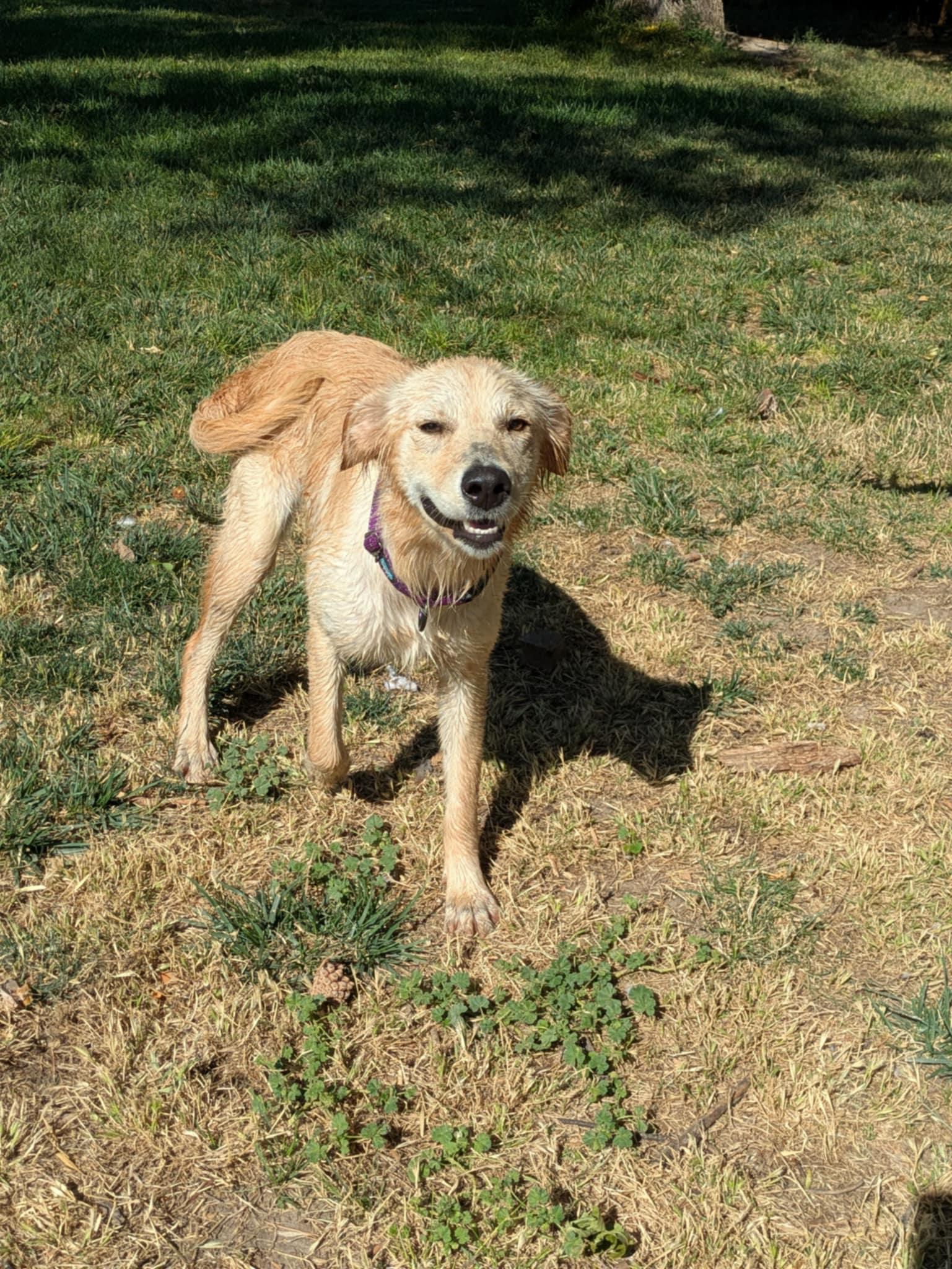 Cher, an adoptable Golden Retriever in Boise, ID, 83704 | Photo Image 3