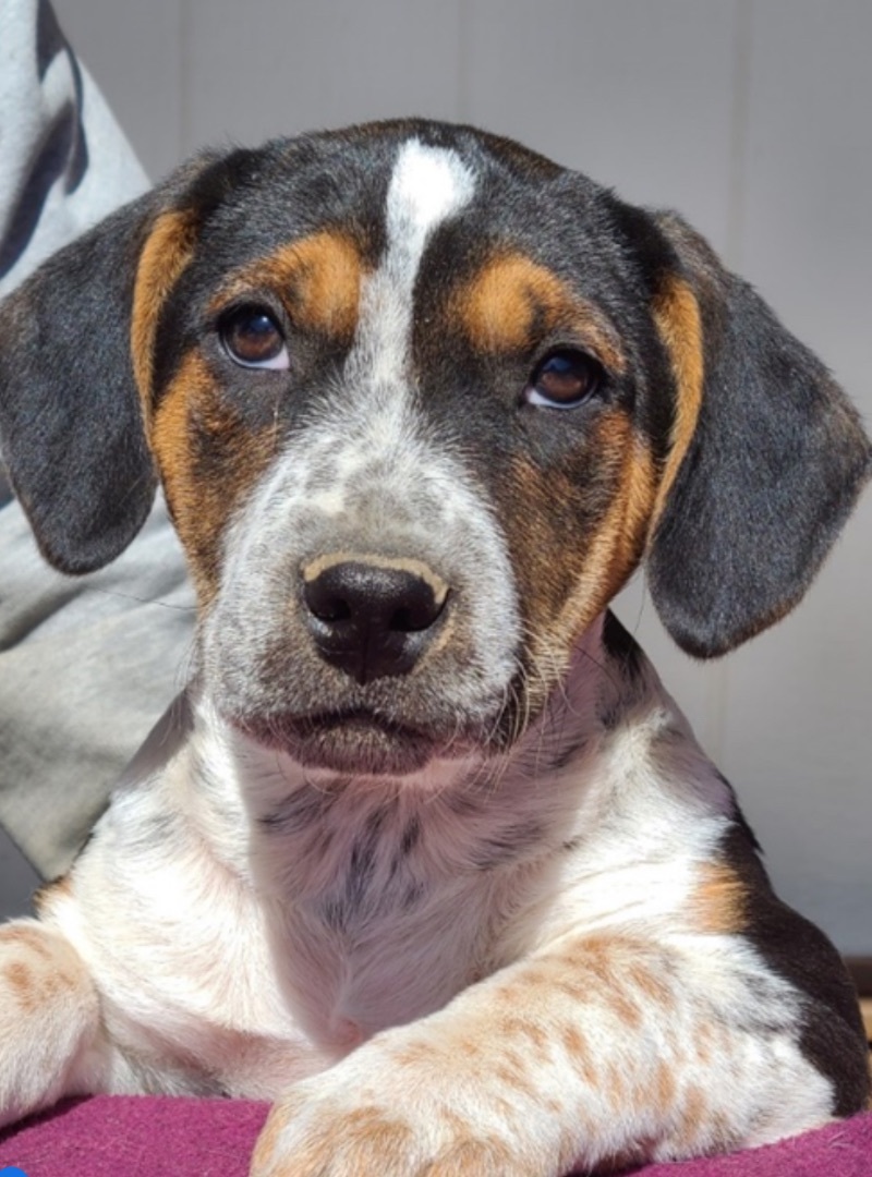 Firstborn , Adopted, Puppy Female Australian Cattle Dog / Blue Heeler & Foxhound.
