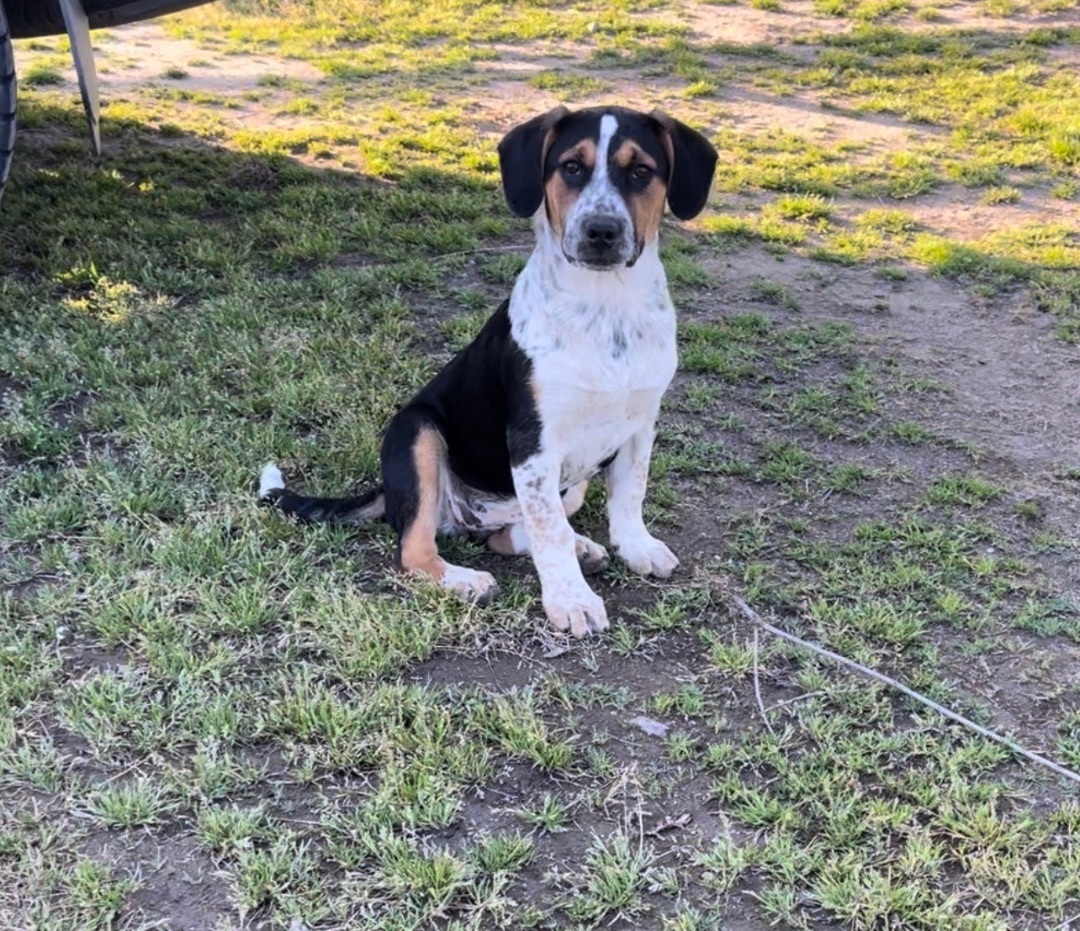 Enlarge Firstborn , a Adopted mixed breed in Manteca, CA image 2/3