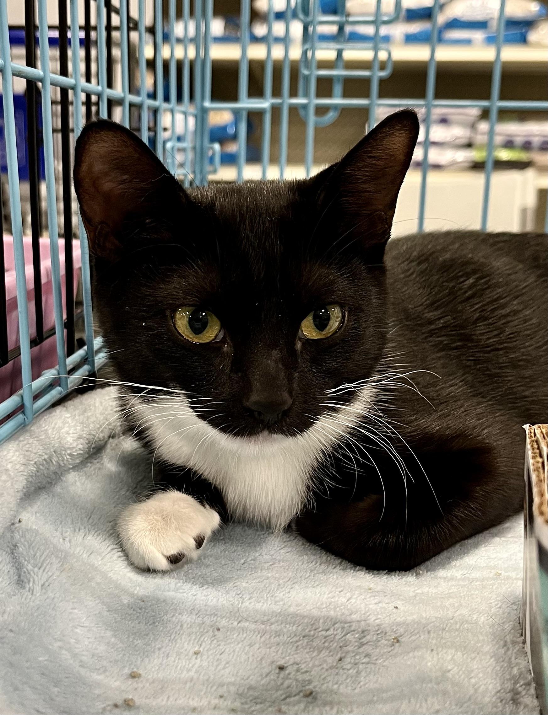 Flo, Adopted, Kitten Female Domestic Short Hair.